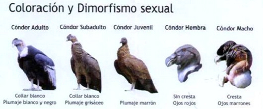 Dimorfismo cóndor Dimorfismo cóndor